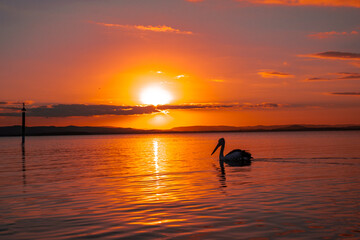 Sunset on the lake with a Pelican