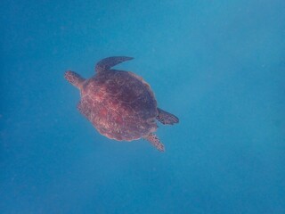 Obraz premium Wild sea turtle near Jaz Solaya, Coraya bay, Marsa Alam, Egypt