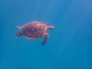 Fototapeta premium Wild sea turtle near Jaz Solaya, Coraya bay, Marsa Alam, Egypt