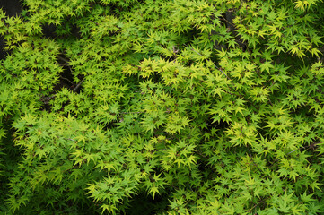 上から見た緑の楓