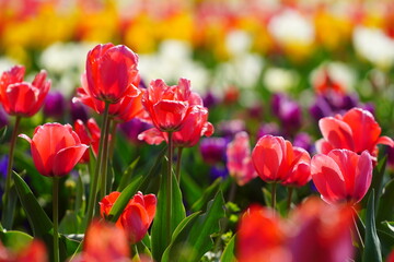 Fototapeta premium チューリップ畑のチューリップとシャボン玉