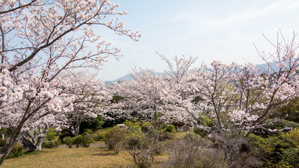Fototapeta premium 春霞とさくら