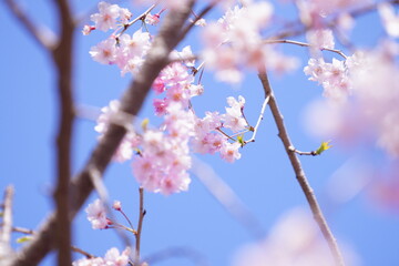 千葉の公園に咲く桜の花