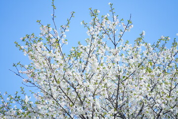 千葉の公園に咲く桜の花