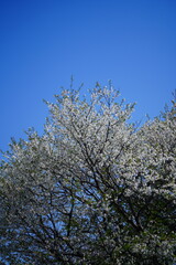 千葉の公園に咲く桜の花