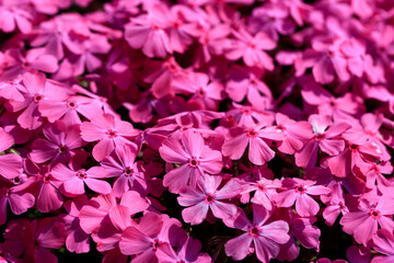 満開のピンクの芝桜