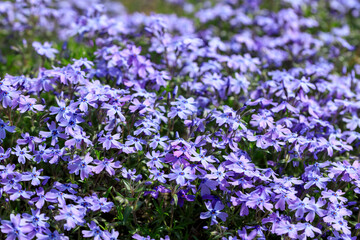 満開の薄紫の芝桜