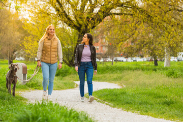 Obraz premium Walk in the park with a weimaraner