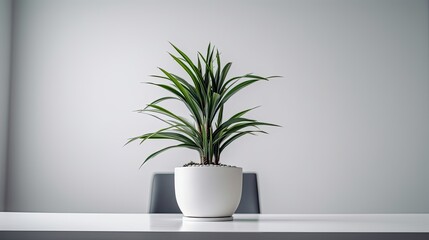 Beautiful office plant on a light background, office decor