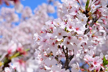 福岡市　舞鶴公園の桜