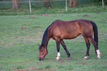 horse grazing