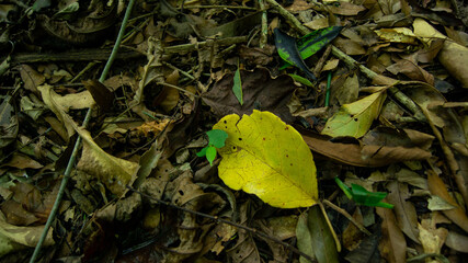 Plantas