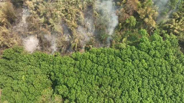 The biggest cause of forest loss is agricultural deforestation ,environmental damage in Southeast Asia , global warming and environment.