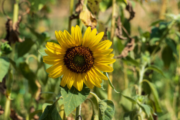 Gelbe Sonnenblume Blüte auf einem Feld im August