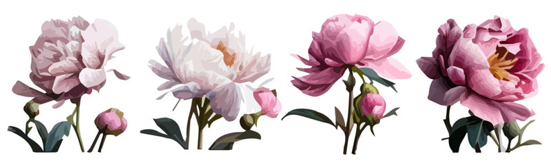 vector flowers pink peonies without a background © Anastasiia
