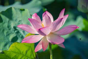 Obraz premium lotus or waterlilly flower in the pond