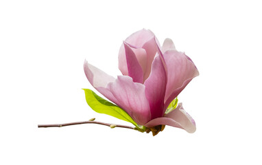 Pink magnolia flowers isolated on white background © xiaoliangge