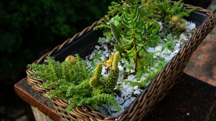 Plantas