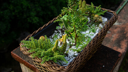 Plantas