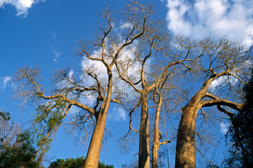 Adamsonia suarezensis , Baobag, Madagascar