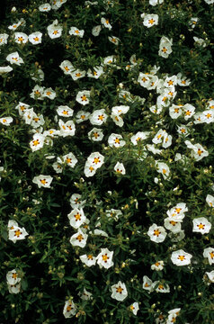 Cistus x lusitanicus, Ciste