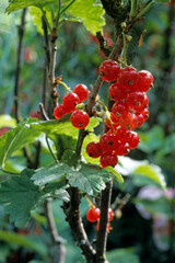 Ribes rubrum, Groseillier