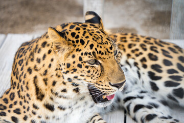 Amur Leopard, feline, leopard, endangered, spots, big cats