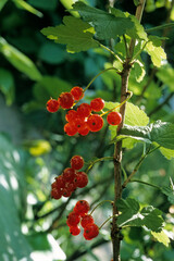 Ribes rubrum, Groseillier