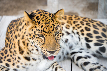 Amur Leopard, feline, leopard, endangered, spots, big cats
