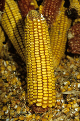 Zea mays, Mais
