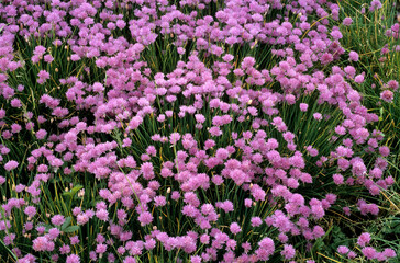 Allium schoenoprasum,  Ciboulette