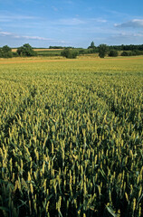 Triticum vulgare, Blé, La Gatine Tourangelle, 37, Indre et Loire, France