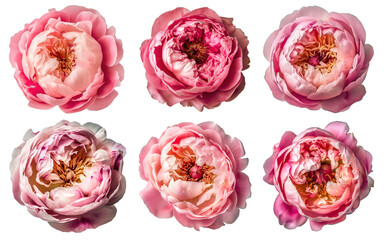 Assorted pink peony flower heads on transparent PNG background. Generative AI.