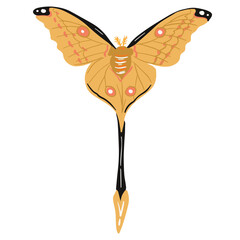 beautiful long tail moth, good for graphic design resources