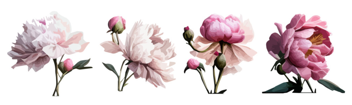 vector flowers pink peonies without a background