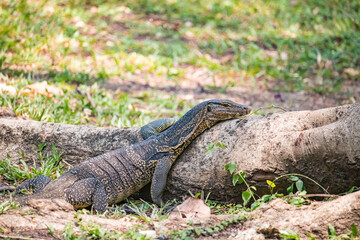 Water monitor lizard laying on a small log