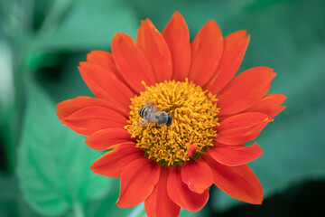 Orange zinnia flowers and bee with green leaves background.