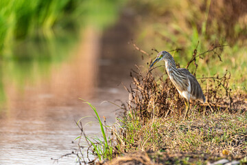 Indian Pond Heron bird animal in the green rice field