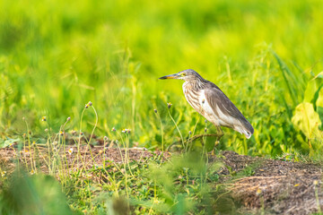 Indian Pond Heron bird animal in the green rice field