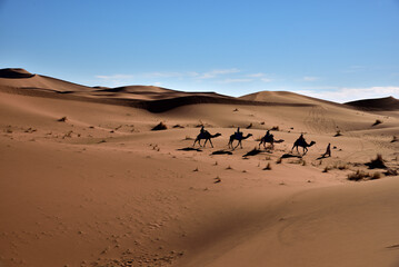 Eine Kamel Karawane zieht durch eine Wüsten Landschaft