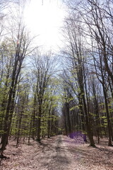 Waldweg im Fruehling