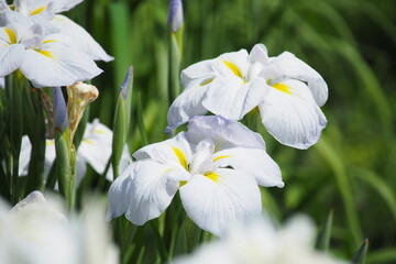 花菖蒲, Japanese Iris