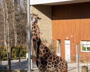 The two giraffes stand tall in the savannah, their long necks reaching up to the leaves of the...