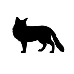 Fototapeta premium fox cat silhouette 