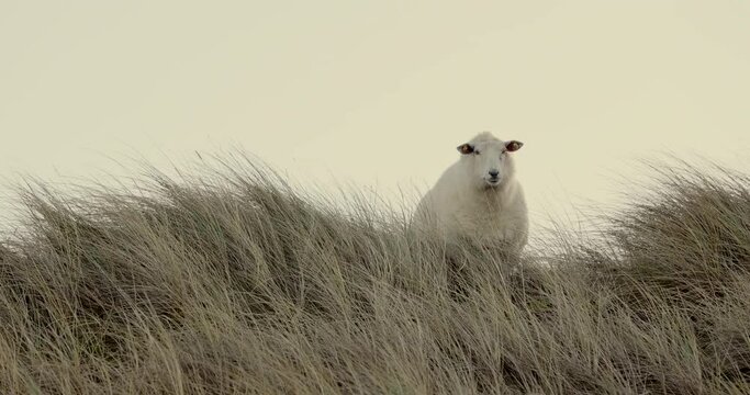 Schaf in den D&uuml;nen von Sylt an der Nordsee
