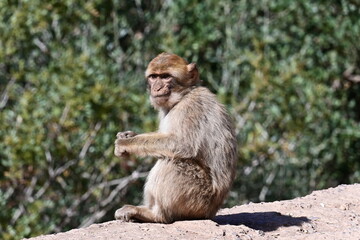 monkeys at the Uzud waterfall, Morocco, Marrakech, Africa, 