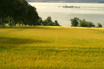 Wheat field - Cromarty - Black Isle - Highlands - Scotland - UK