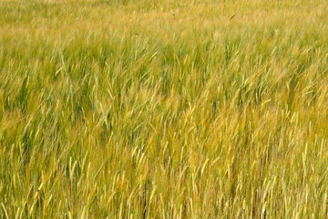 Wheat field - Cromarty - Black Isle - Highlands - Scotland - UK