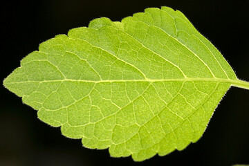Leaf - vessels texture