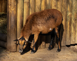 Llamas are domesticated animals from South America, known for their wool, strength, and gentle...